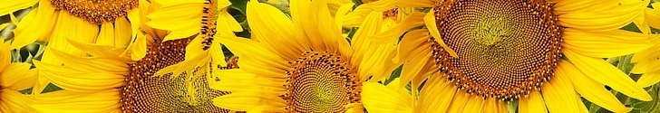 baner