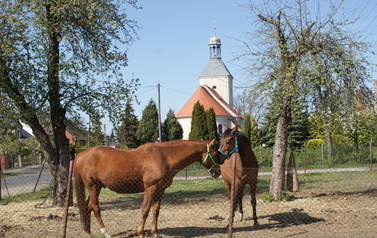 Sołectwo Mnichowice - konie