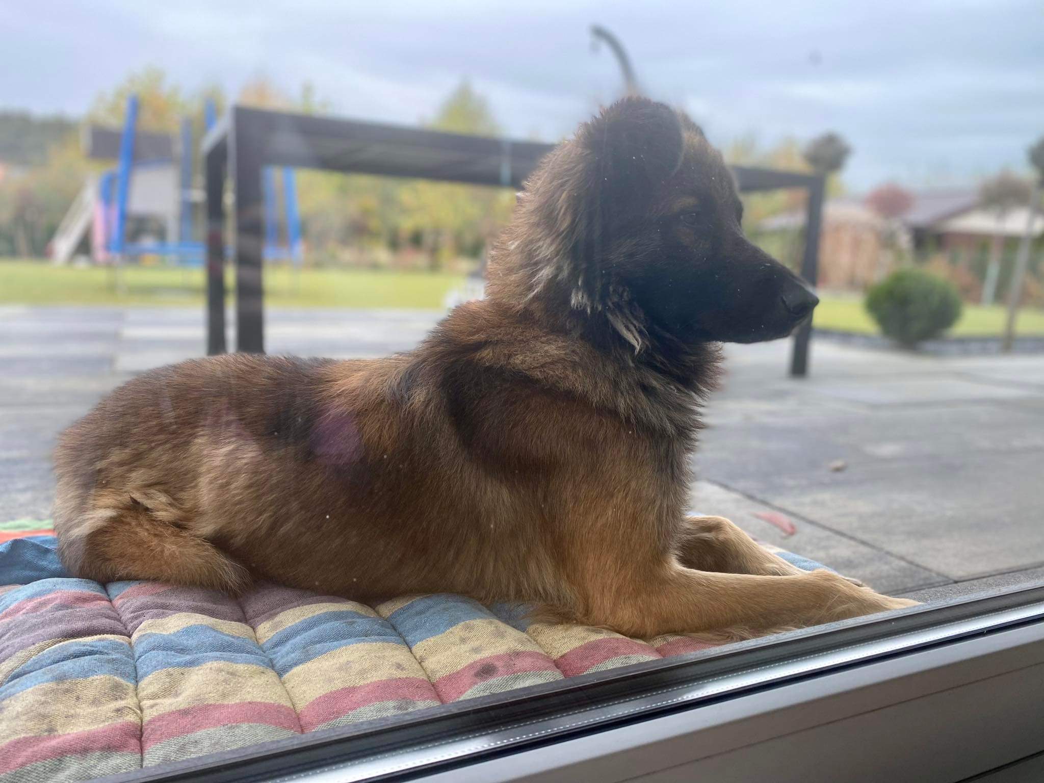 Pies na posesji w Chojęcinie