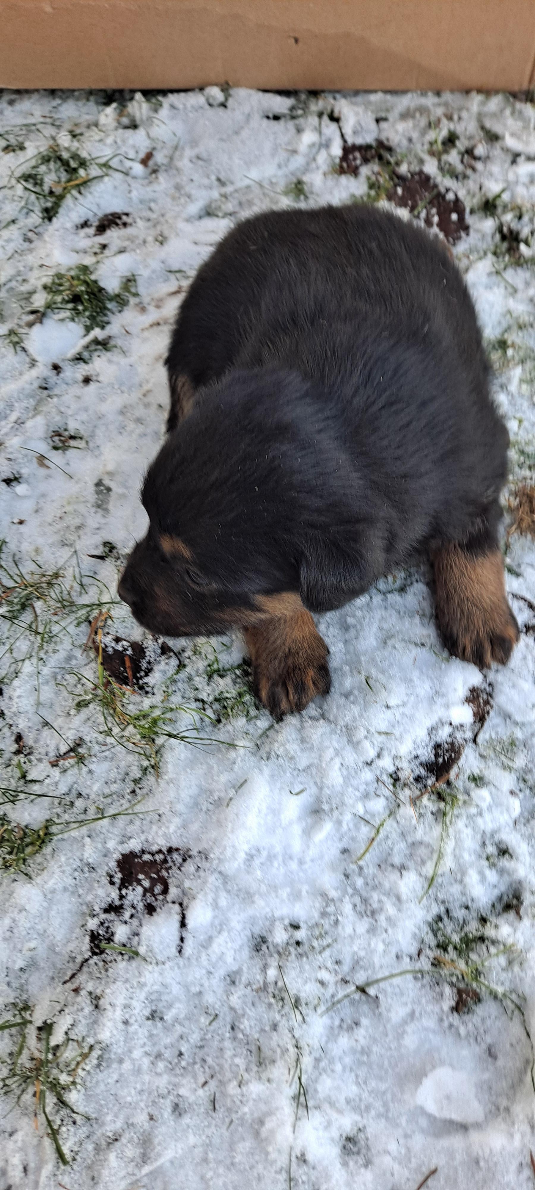 Czarny bezdomny pies