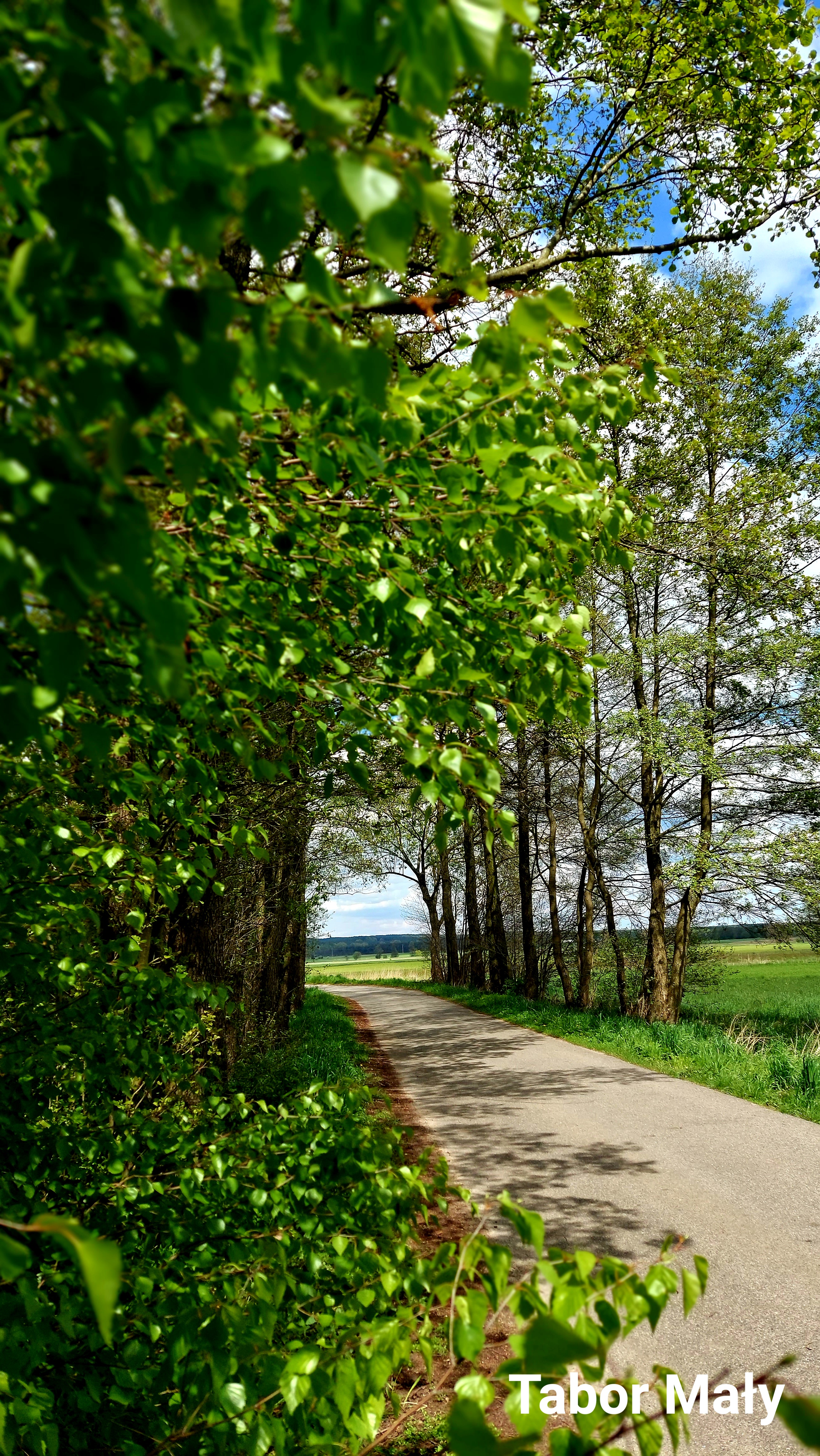 Drzewa  zielone przydrożne i&nbsp;droga