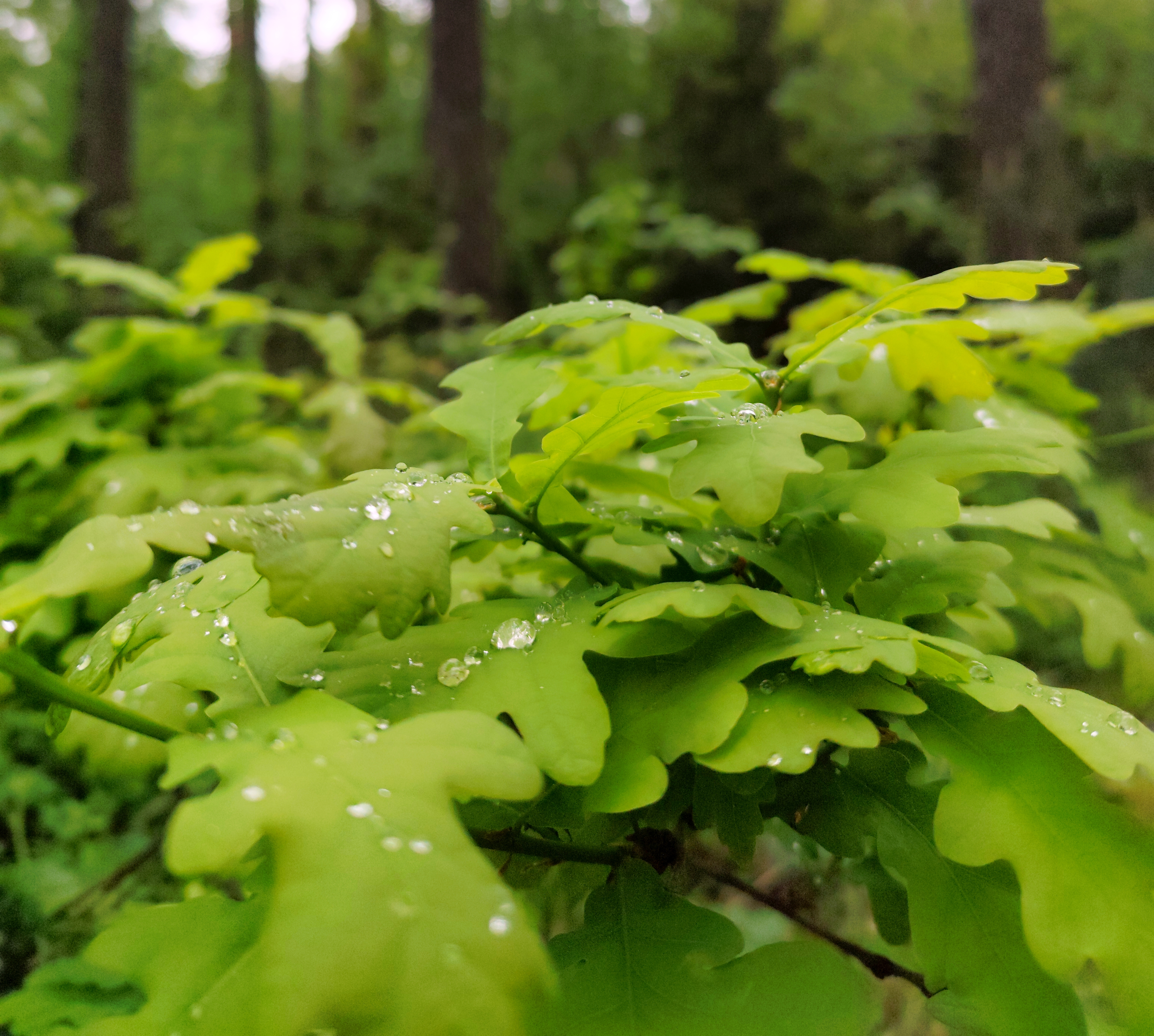 Liście drzewa bukowego w&nbsp;lesie , na&nbsp;liściach rosa