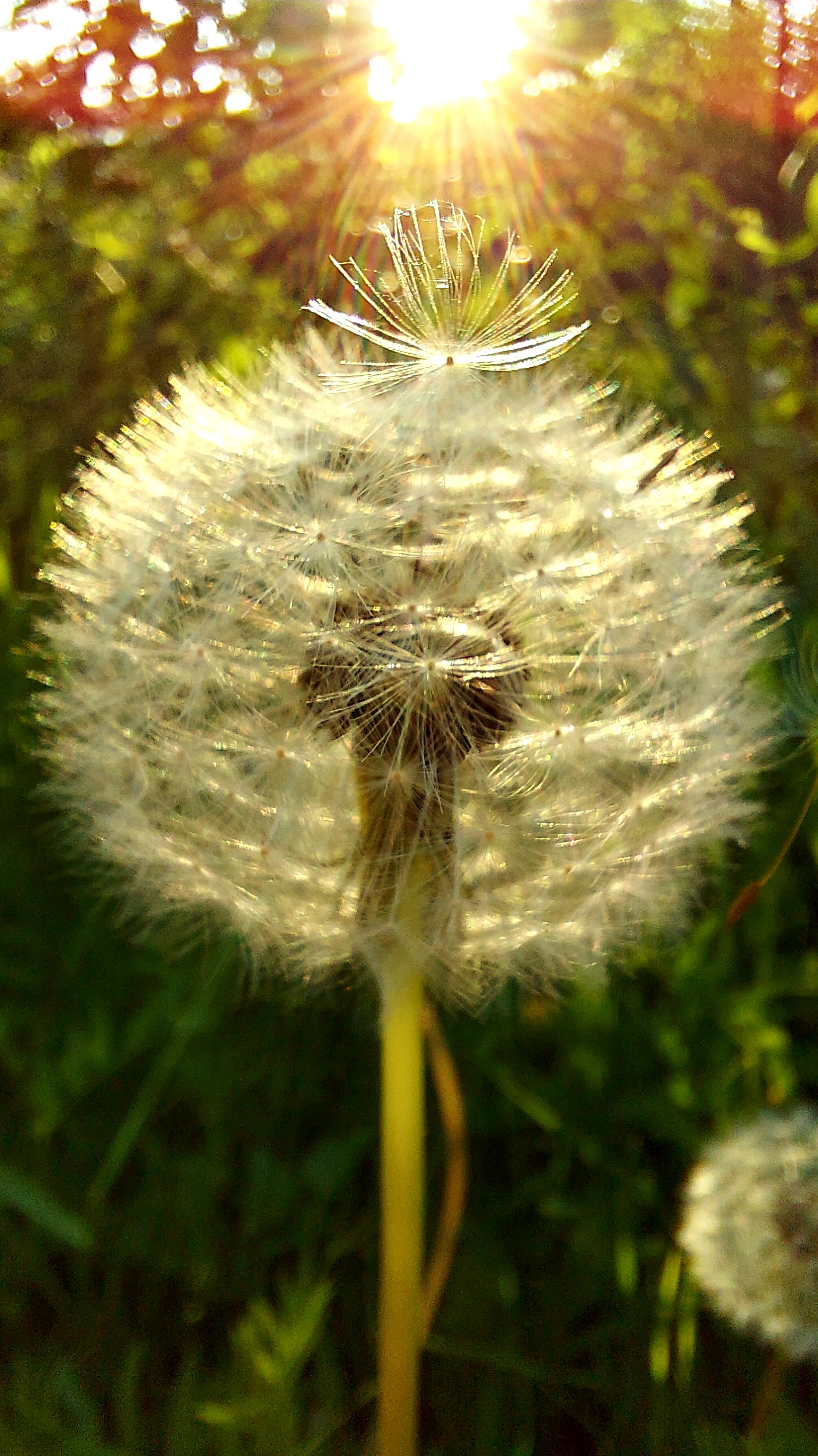 Dmuchawiec na&nbsp;tle zieleni