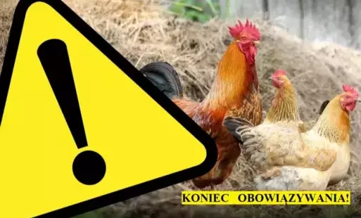 Zdjęcie do Koniec ptasiej grypy